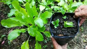 Bibit sawi manis yang ditanam adalah bibit yang bagus, memiliki pertumbuhan normal dan tidak berpenyakit. Cara Menanam Sawi Di Polybag Agar Cepat Tumbuh