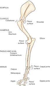 Check spelling or type a new query. Canine Anatomy Veterian Key