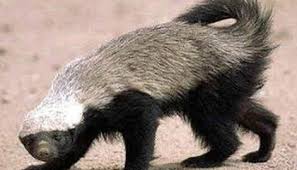 So despite his initial objections, he finds velvet and makes an awkward, yet heroic introduction. Honey Badgers Are Real Science Smithsonian Magazine