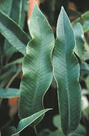 Image result for Pyrrosia rhodesiana