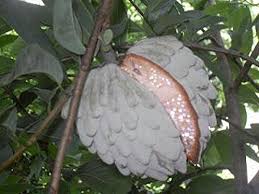 Is a synonym of annona macroprophyllata donn.sm. 8 Fresh Ilama Seeds Annona Diversifolia Rare Exotic Fruit From Mexico Ilama Tropical Fresh Seeds Graines Annonaceae Anona Rare Fruit Hard To Find Buy Online In Andorra At Andorra Desertcart Com Productid 69441048