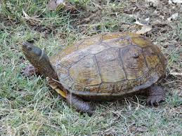 Check spelling or type a new query. Rhinoclemmys Pulcherrima The Reptile Database