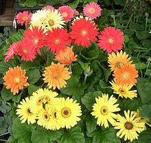 La gerbera fiore ha origini lontane, risale infatti al sud dell'africa e all'asia. Gerbera Wikipedia