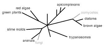 Image result for Lefebvrea longipedicellata