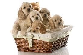 Cocker spaniel breeders in australia and new zealand. Cocker Spaniel Dog Breed Information