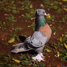 Hay Masallah Guvercin Taklaciguvercin Pigeon Oyunkusu Mardin Ankara Diyarbakir Kirikkale Cankiri Gt Takip Travel Photos Instagram Posts Instagram