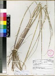 Image result for Panicum trichonode