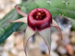 Image result for Huernia procumbens