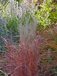 We did not find results for: Vivai Guardini Verona Prodotti Miscanthus Sinensis Little Miss