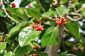 Image result for Ekebergia capensis