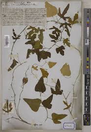 Image result for Bertiera aethiopica