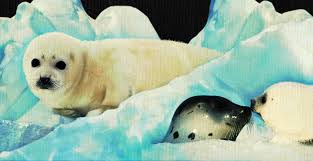 Push pack to pdf button and download pdf coloring book for free. Baby Harp Seals Will No Longer Be Killed For Their Fur My Dream For Animals