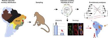 Understand how this virus or malware spreads and how its payloads affects your computer. A Novel Hepatitis B Virus Species Discovered In Capuchin Monkeys Sheds New Light On The Evolution Of Primate Hepadnaviruses Journal Of Hepatology