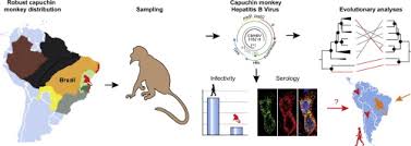 This marks the first human infection and death in china due to monkey b virus. A Novel Hepatitis B Virus Species Discovered In Capuchin Monkeys Sheds New Light On The Evolution Of Primate Hepadnaviruses Journal Of Hepatology