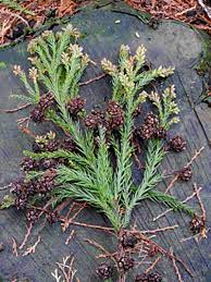 Sie trägt sowohl weibliche als auch männliche blüten auf ein und. Kurzportrait Japanische Sicheltanne Cryptomeria Japonica Waldwissen Net
