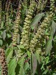 Image result for Ocimum minutiflorum