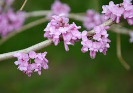 Tanaman ini menjadi tanda kebahagiaan dan rasa senang. Bunga Mei Hwa Melambangkan Kebahagiaan Saat Imlek Kumparan Com