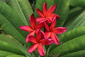 Image result for Plumeria rubra