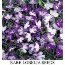 Enviar mail a portic para notificar nombre del buque: Jual Bunga Lobelia Murah Terbaik Harga Terbaru July 2021