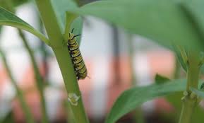 Pest protection helps tennessee homeowners and business owners lead better lives. Eco Friendly Pest Control In Raleigh Lawnstarter