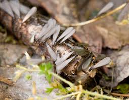 Wildlife & pest control, based in colorado springs, co, offers the best in organic pest control services, as well as wildlife control! Mug A Bug Pest Control Sluzby Facebook