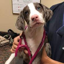 I could not have asked for a more caring and compassionate vet as dr. All Pets Clinic In Lakewood Ranch 12 Photos 11 Reviews Veterinarians 14445 State Rd 70 E Lakewood Ranch Fl Phone Number Yelp