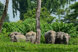 For example, they use their trunks to greet one another, either by holding it out high or by. Asian Elephant Conservation Fund