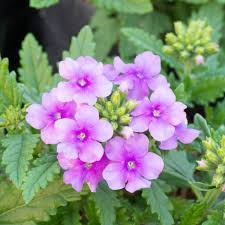 Image result for foto verbena