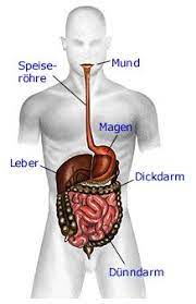 Dazu suchen sie zum beispiel grünflächen in der nähe der schule auf. Anatomie Des Menschen Mit Vielen Bildern Erklarungen