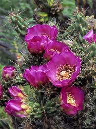 Image result for Opuntia imbricata