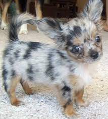 It's also free to list your available puppies and litters on our site. Pin By Faith Thain On Animals Long Haired Chihuahua Puppies Cute Baby Puppies Cute Animals
