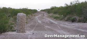 Feeding Whole Cottonseed To Whitetail Deer Deer Management
