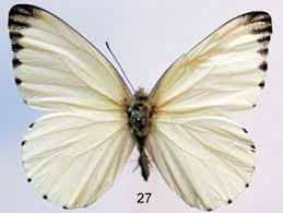 Image result for Phyllanthus mendoncae