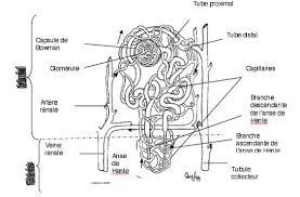 Schema Rein Schema Artere Anatomie