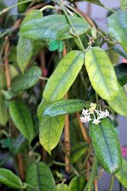 Image result for Microcoelia globulosa