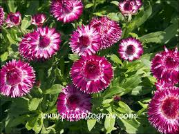 Image result for Sebaea brachyphylla