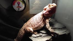 How to take care of a bearded dragon. Bearded Dragon Care Guide Pethelpful