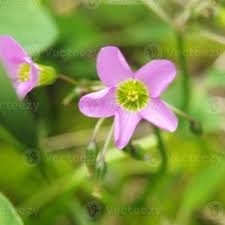 Image result for Oxalis latifolia