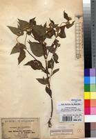 Image result for Aspilia ciliata