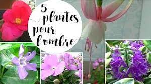 Fleurs mi ombre mi soleil. 5 Plantes Pour Des Fleurs A L Ombre Ou En Mi Ombre Youtube