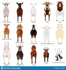 Pygmy goats originated from west africa, particularly in cameroon. Pin By Bordeau Metals Llc On Goat Breeds Goats Dairy Goats Animals Beautiful