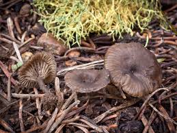 Image result for Eschenbachia gouanii