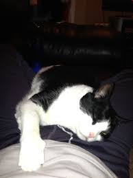 Find isp ip address range. Beemer And I Bonding And Being Lazy Something Were Pros At Miss The Guy Animals Cute Cats