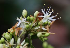 Image result for Tessmannia anomala