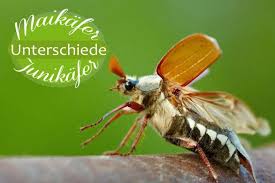 Verdächtigen käfer einfangen und hier melden: Maikafer Und Junikafer So Erkennen Sie Die Unterschiede