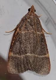 Image result for Cryptolepis hypoglauca