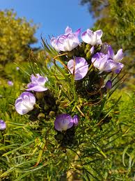 Image result for Psoralea arborea