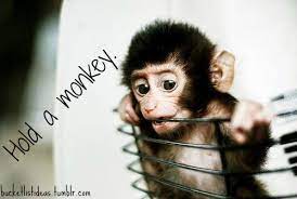 Pin By Julia Vandiver On Things I Ve Done So Far Cute Baby Monkey Cute Baby Animals Animal Photo