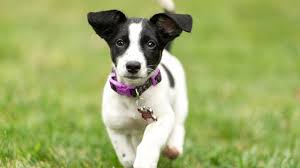 Join millions of people using oodle to find puppies for adoption, dog and puppy listings, and other pets adoption. Jack Russell Terrier Puppies Cute Pictures And Facts Dogtime