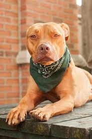 teddy pitbull kopek